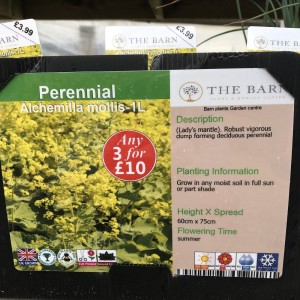 Alchemilla mollis 1L