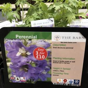 Delphinium Guinevere 1L