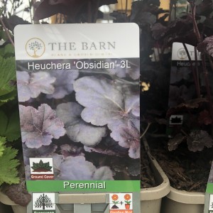 Heuchera Obsidian-3L