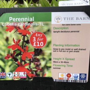 Lobelia cardinalis-1L