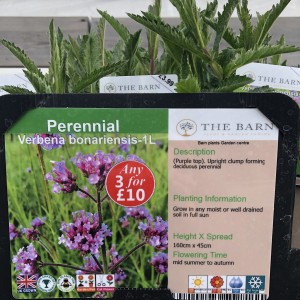 Verbena bonariensis 1L