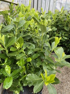 Laurel - Prunus Rotundifolia